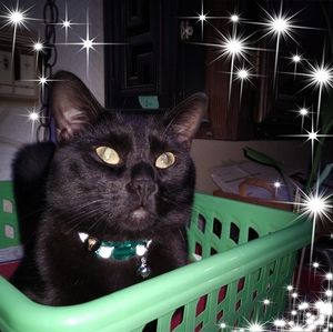 Meet your Posher, Sherry